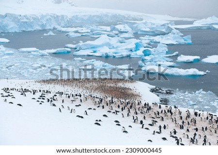 Very big penguin colony on the side of a snow mountains, icebergs in the background