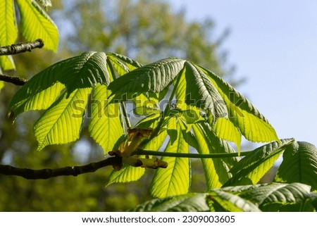 Green Chestnut Leaves in beautiful light. Spring season, spring colors. Aesculus hippocastanum, the horse chestnut.
