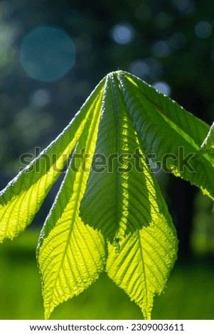 Green Chestnut Leaves in beautiful light. Spring season, spring colors. Aesculus hippocastanum, the horse chestnut.
