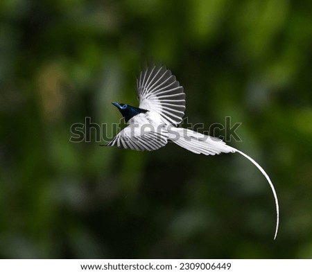 The beautiful indian paradise flycatcher white morph  Royalty-Free Stock Photo #2309006449
