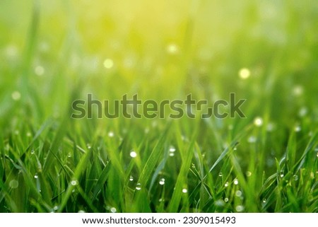Nature background concept, Closeup green grass field with blurred park