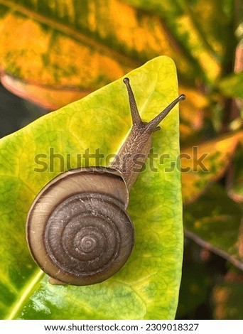 Snail crawling on a green leaf in the garden, close-up with blur backgrounds for Presentations and decks information graphics, prints layout covering books, magazine pages, advertisement, ads campaign