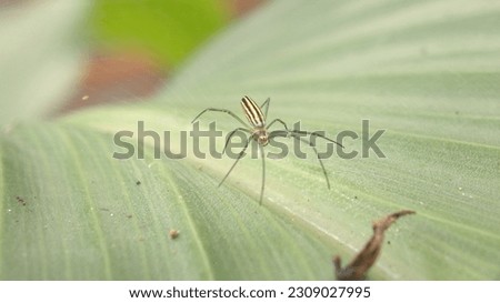 Close-up of an insect on a leaf, with selective focus given to the animal. Parts of the greenery and a wildlife theme add to the beauty of this photo. A spider makes a web on a green leaf