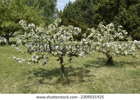 Blooming Crab apple tree ‘Professor Sprenger’ (Malus x zumi) in a park Royalty-Free Stock Photo #2309031925