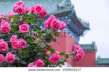 Pink english rose blooming in summer garden, one of the most fragrant, best smelling, beautiful and romantic flower stock photo
