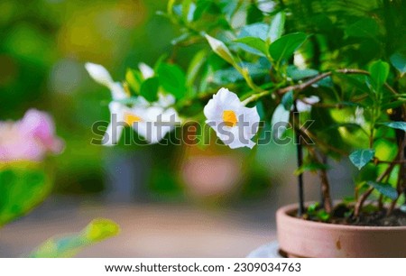 White Allamanda Flower Vine Bloom stock photo