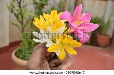 A Selective focus picture of a man holding multicolored rain lily flowers in hand in the garden