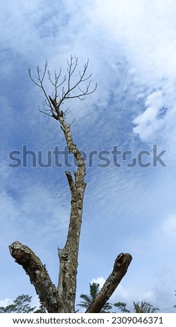 old jackfruit tree so that the wood is dry without leaves against a cloudy sky background