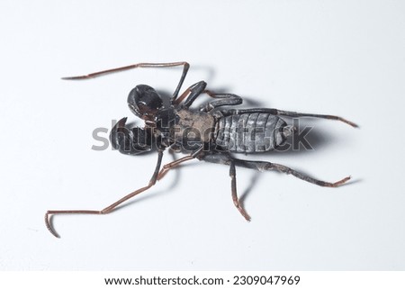 macro shot of a dead Giant vinegaroon on a white background.
