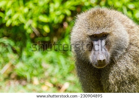 Baboon male monkey in Serengeti national park, Tanzania