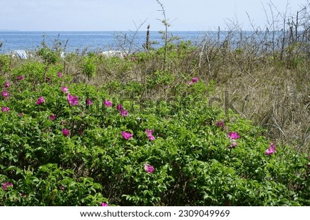 Dune landscape with flowering wild roses at the German Baltic Sea in Timmendorfer Strand                           Royalty-Free Stock Photo #2309049969