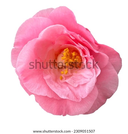camellia flower pink white background