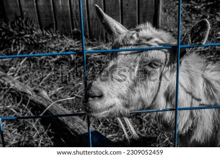 A goat behind a fence, its sadness of not being free is shown on this picture.