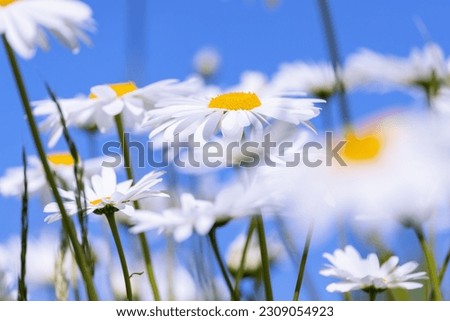 Daisies or Oxeye daisy flowers "Chrysanthemum Leucanthemum"  growing wild in summer meadow, isolated against blue sky background. Selective focus with motion blur. Dublin, Ireland