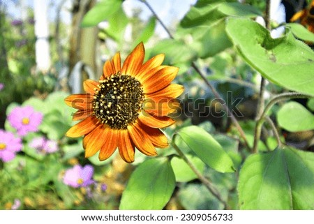 Orange chrysanthemum flower in the garden with green plants background