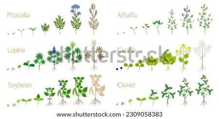 Growth cycles of green manure plants on a white. Royalty-Free Stock Photo #2309058383