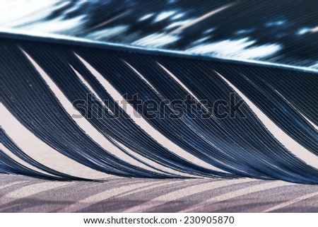 Colorful hen feather with details and reflexions 