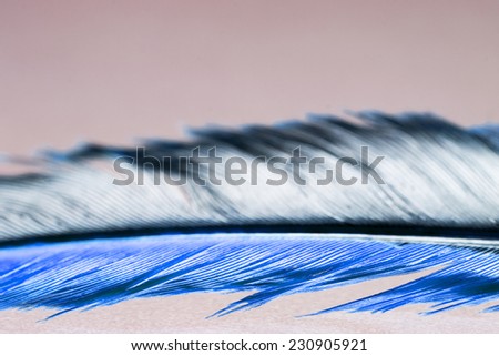 Colorful hen feather with details and reflexions 