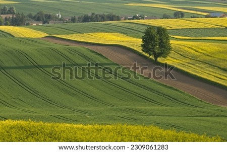 Spring landscape with lonely tree in the fields. Countryside landscape, rural panoramic landscape. Spring on the country. Yellow rapeseed. Lublin province Roztocze, Poland.