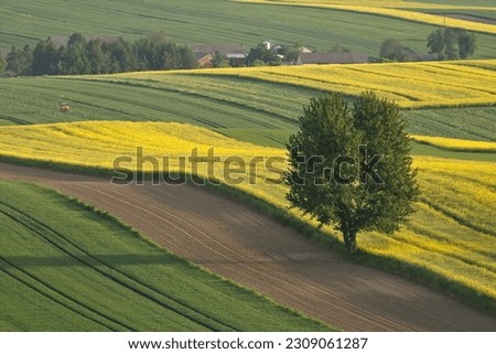 Spring landscape with lonely tree in the fields. Countryside landscape, rural panoramic landscape. Spring on the country. Yellow rapeseed. Lublin province Roztocze, Poland.