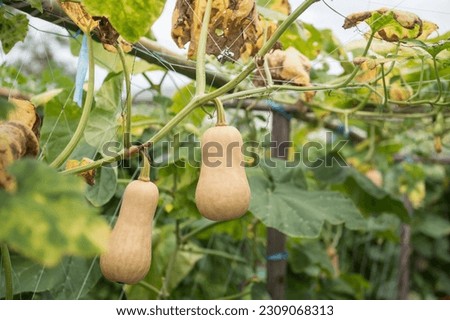 Many butternut Squash grow and plant in greenhouse farm. Organic vegetable at harvest. Agriculture industry. Royalty-Free Stock Photo #2309068313