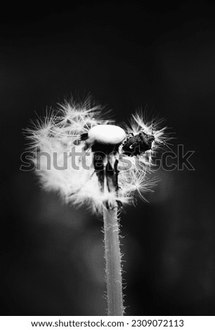This black and white photo captures a solitary dandelion. A small bug seats on fluff adding to the simplicity and charm of the picture.