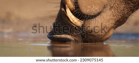 Close up of common warthog tusks from Savannah (Phacochoerus africanus