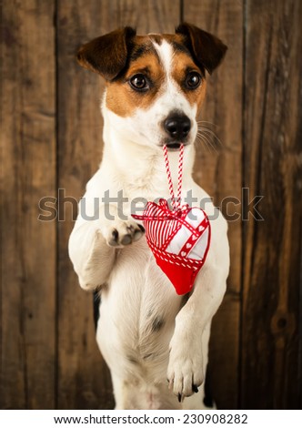 A dog with a toy in the form of heart in his mouth posing for Christmas photos
