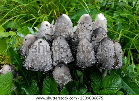 Dung mushrooms have grown among the green grass Royalty-Free Stock Photo #2309086875