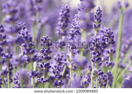 Close up of lavender flowers. Blurry background
