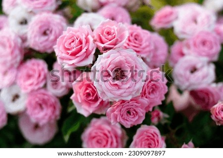 Roses field, pink, colorful flowers. Fragrant Royalty-Free Stock Photo #2309097897