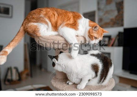 two domestic white cats play on the top of a scratching tower Royalty-Free Stock Photo #2309098573