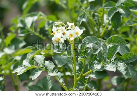 Bushes of potatoes on the field, early eco food, potato with flowers. Agriculture