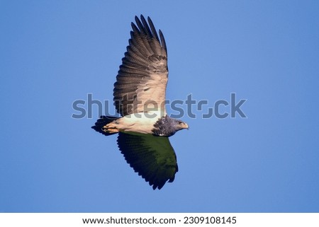 Black-chested Buzzard-eagle (Geranoaetus melanoleucus) in the Brazilian Pampa Royalty-Free Stock Photo #2309108145