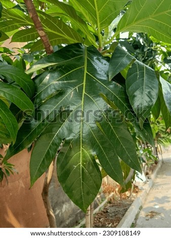 Close up of breadfruit plant 