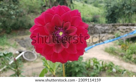 Dahlia, a beautiful mountain flower with vibrant colors.