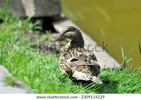 A duck floating in a pond