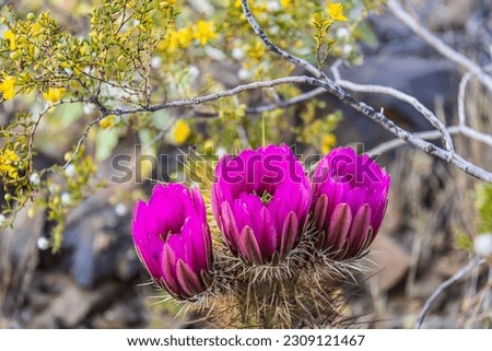 The purple blooms of the hedgehog cactus (Echinocereus triglochidiatus), or Claretcup cactus of Arizona in full sunlight. Royalty-Free Stock Photo #2309121467
