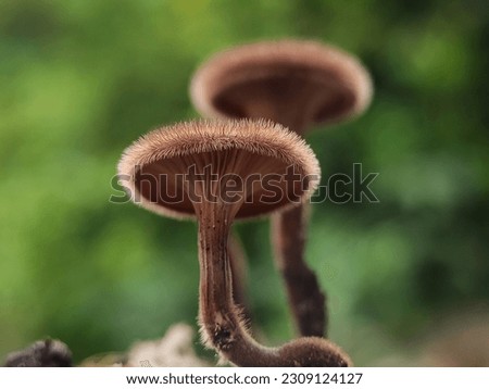 PANUS FASCIATUS (Hairy Trumpet). Panus fasciatus is a species of fungi in the family Polyporaceae in the genus Panus of the Basidiomycota. 
