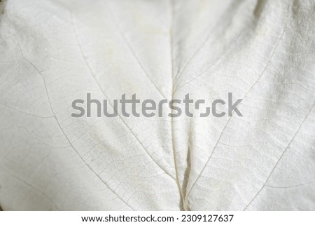 White petals of handkerchief tree close up macro. Davidia involucrata tree ivory flowers can be use as textured background for a nature banner