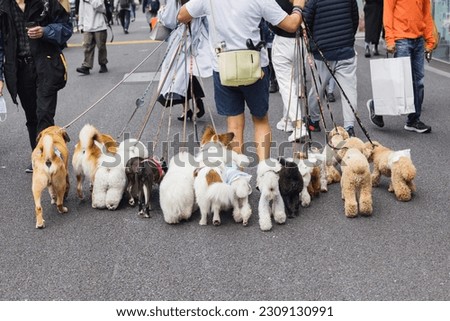 picture of a man who is walking with lot of dogs in the city