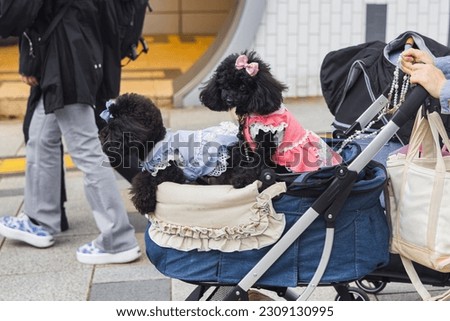 picture of a woman who pushes a stroller with two dogs in Tokyo, Japan