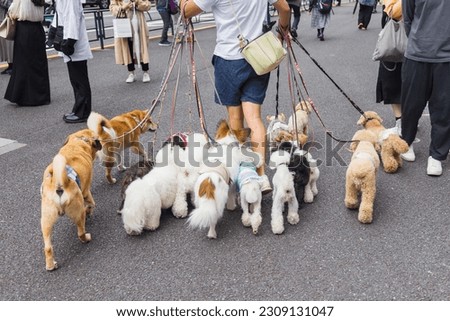 picture of a man who is walking with lot of dogs in Tokyo, Japan