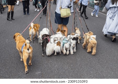 picture of a man who is walking with lot of dogs in Tokyo, Japan