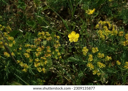 A yellow buttercup flower on a background of green milkweed leaves
