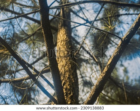 Bekasi, Indonesia (28 May 2023) : European Spruce (Picea abies) branch with young spring needles isolated on white background, no shadow, clipping path. Forest and tree theme.