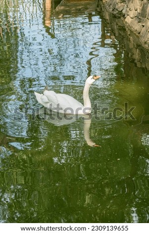 a white swan with its head raised on a pond. photo