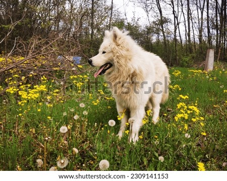 White dog outdoor on green meadow