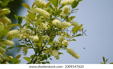 The eastern cottonwood is a large tree that is characteristically found in floodplains, known for colonizing open areas. Royalty-Free Stock Photo #2309147625