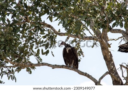 A hooded vulture sits on a branch in Kruger National Park